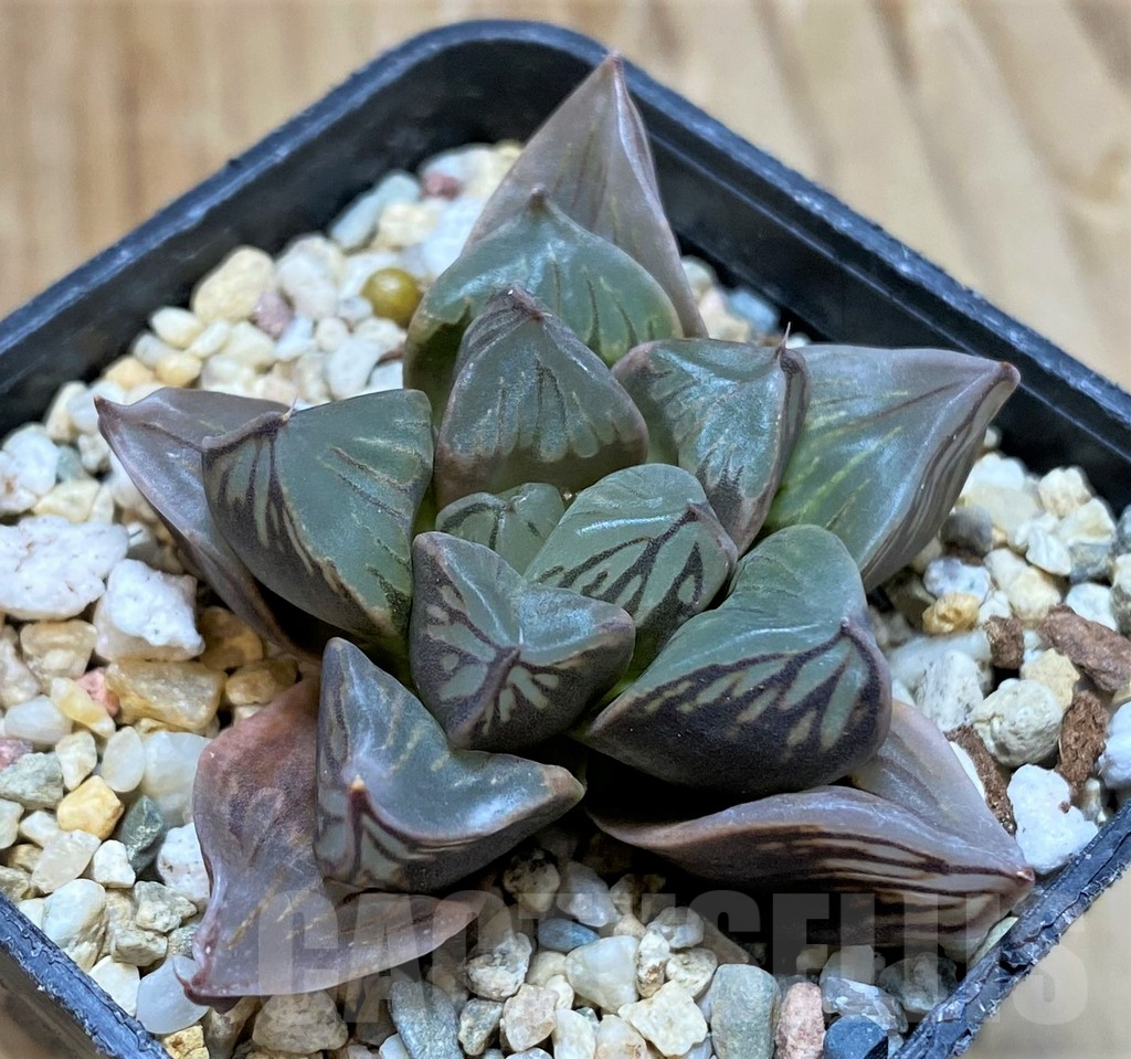 SH7692 Haworthia 'Black Star'