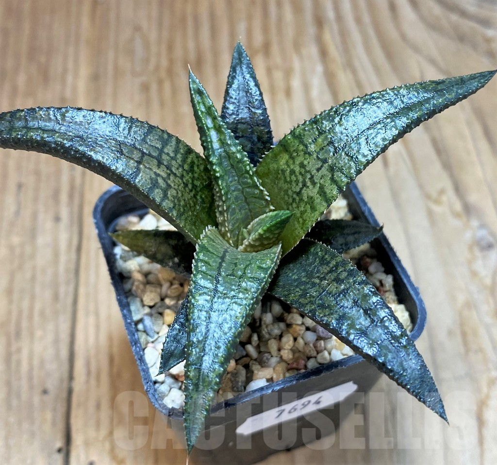 SH7694 Haworthia koelmaniorum 'Dragon King' - Image 3