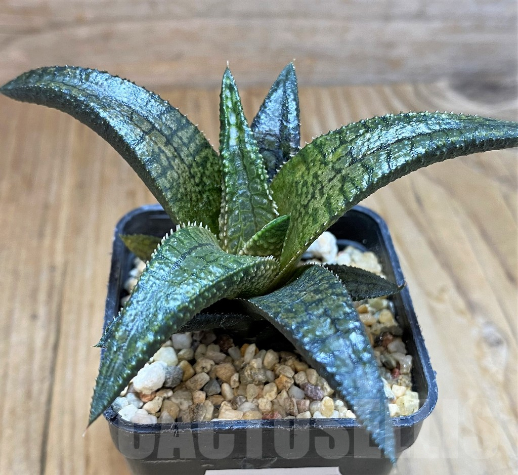 SH7694 Haworthia koelmaniorum 'Dragon King' - Image 2