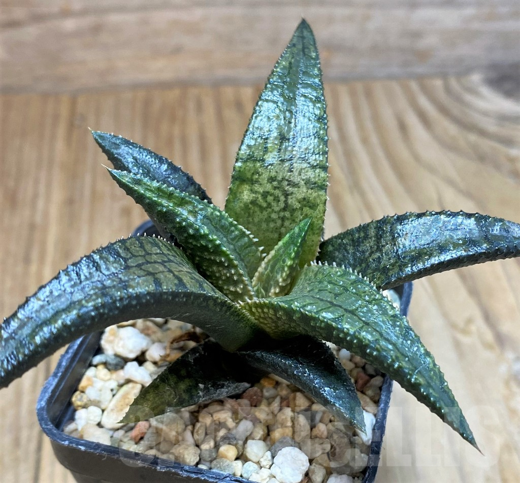 SH7694 Haworthia koelmaniorum 'Dragon King'