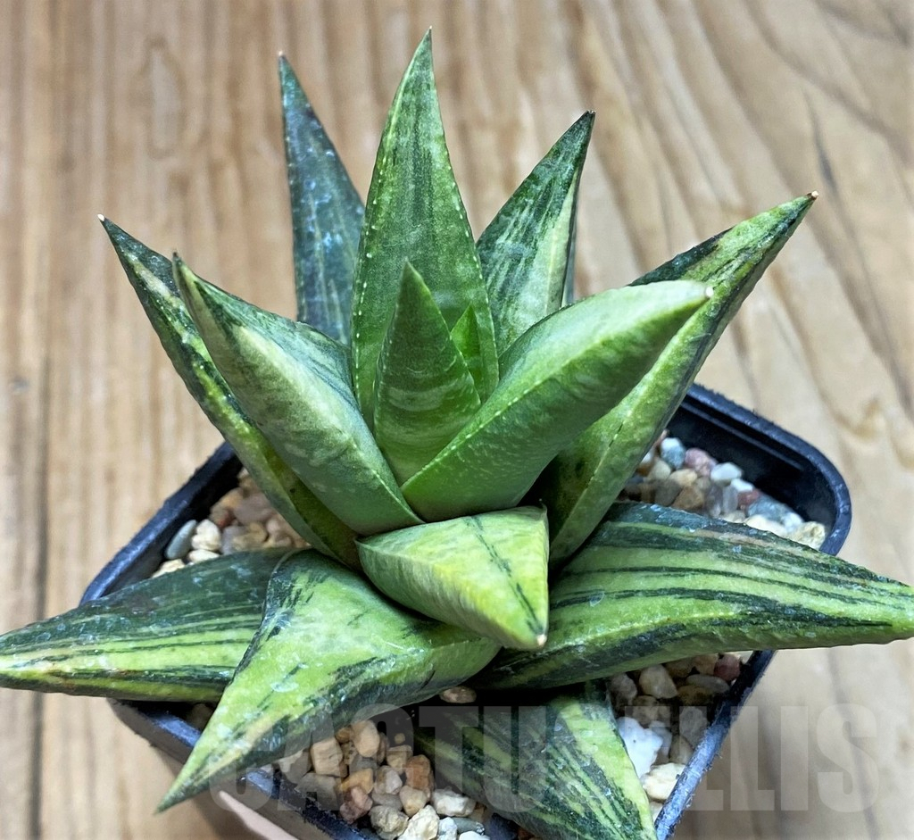 SH7678 Astroloba sp. f. variegata - Image 2