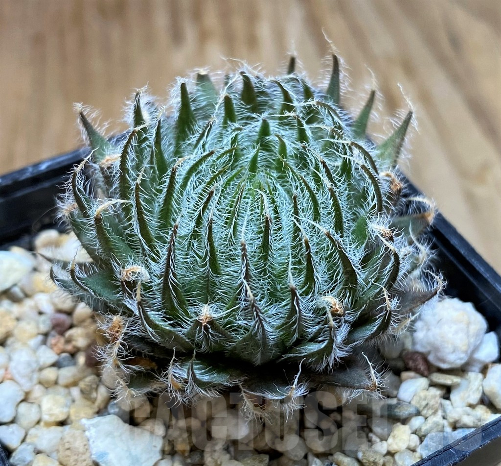 SH7695 Haworthia odetta