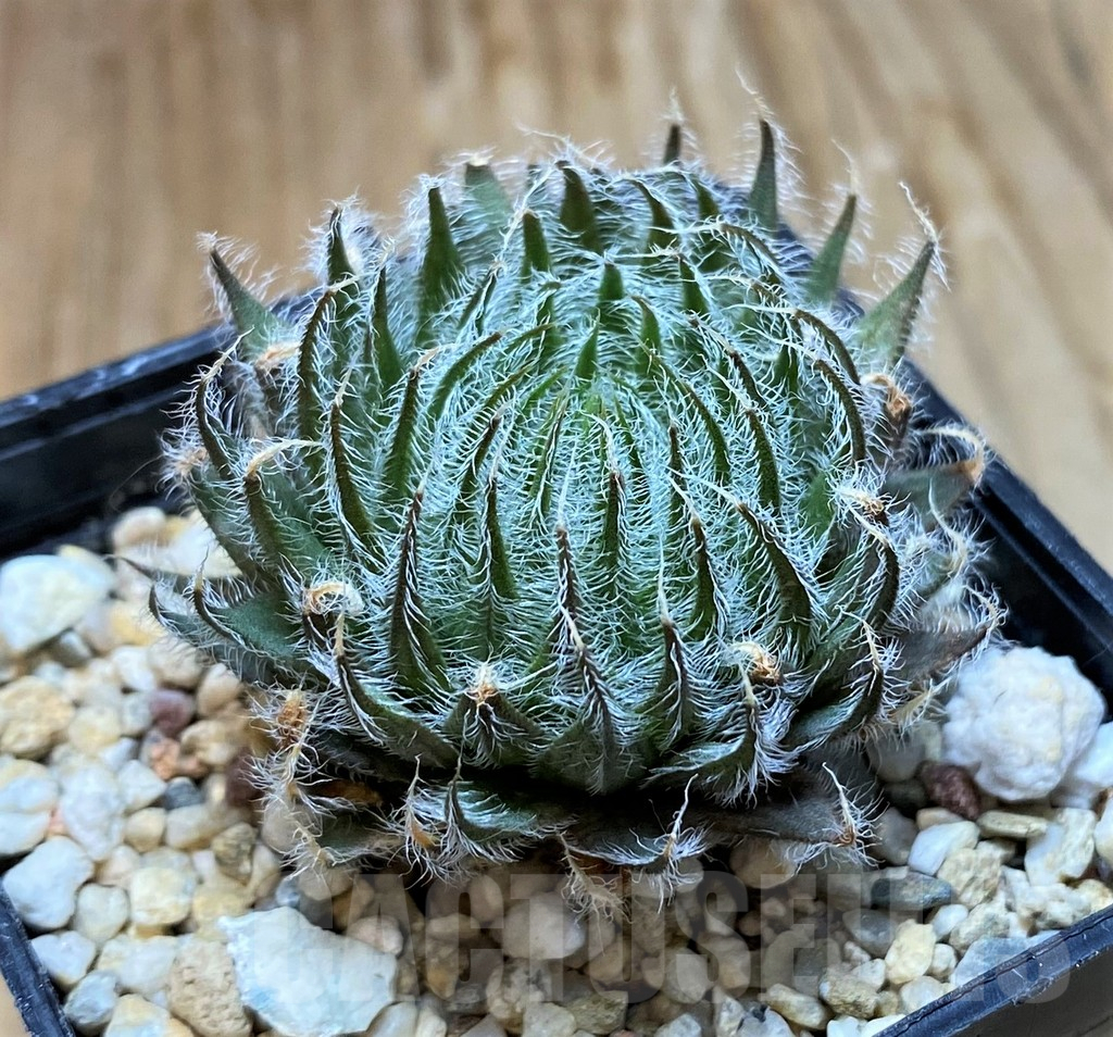 SH7695 Haworthia odetta - immagine 2