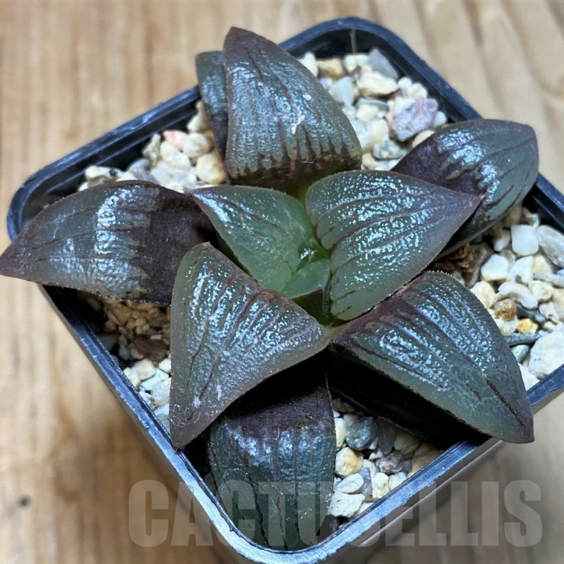 SH7697 Haworthia atrofusca -Japan-