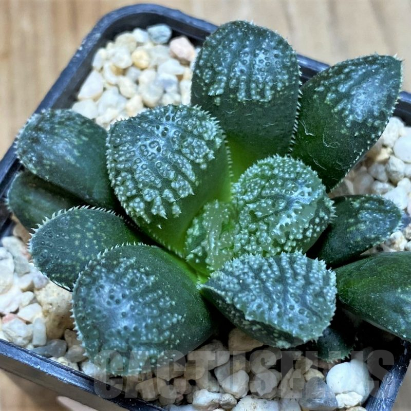 SH7698 Haworthia 'Mordor'