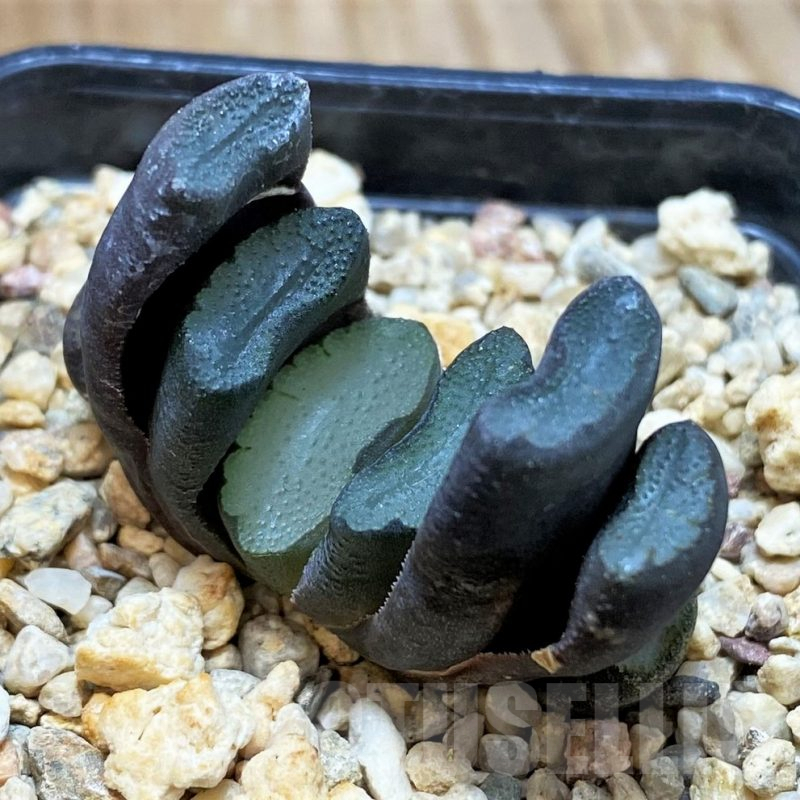 SH7699 Haworthia truncata