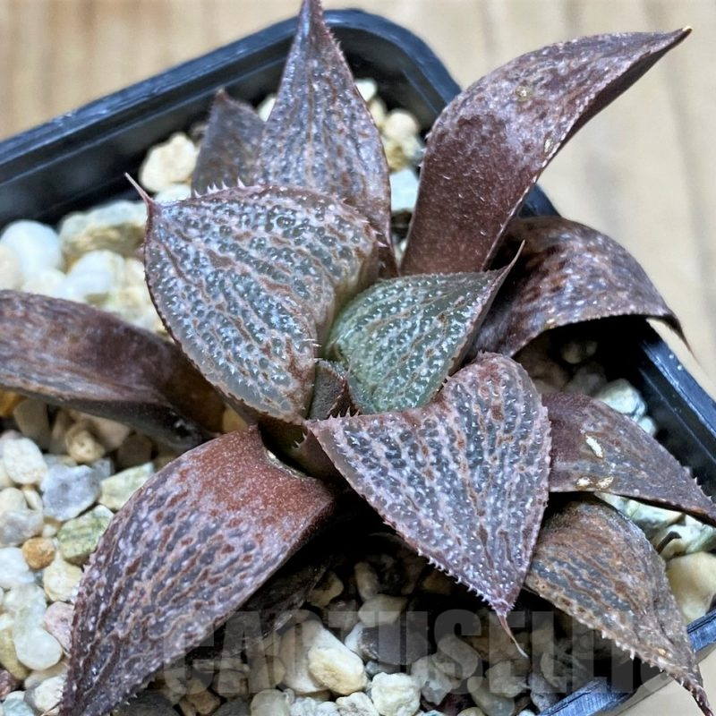 SH7700 Haworthia splendens SH