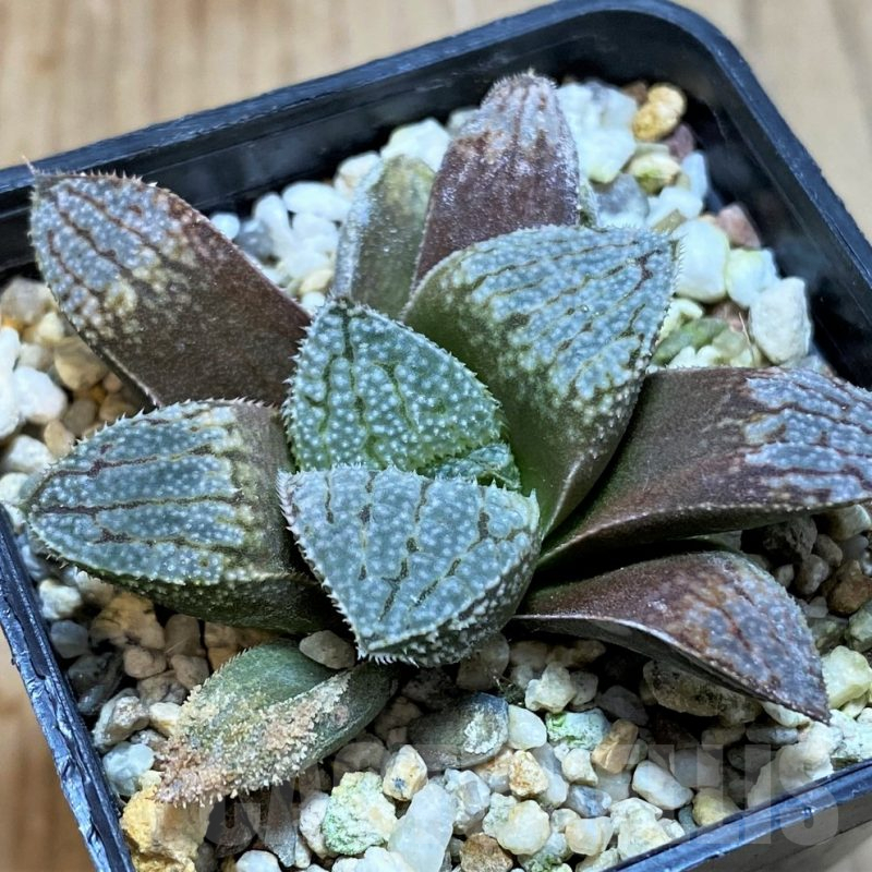 SH7701 Haworthia splendens 'Hakuja'