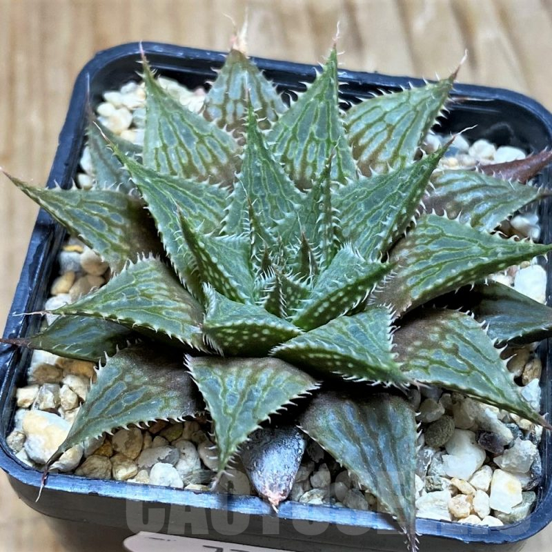 SH7702 Haworthia mirabilis hybrid