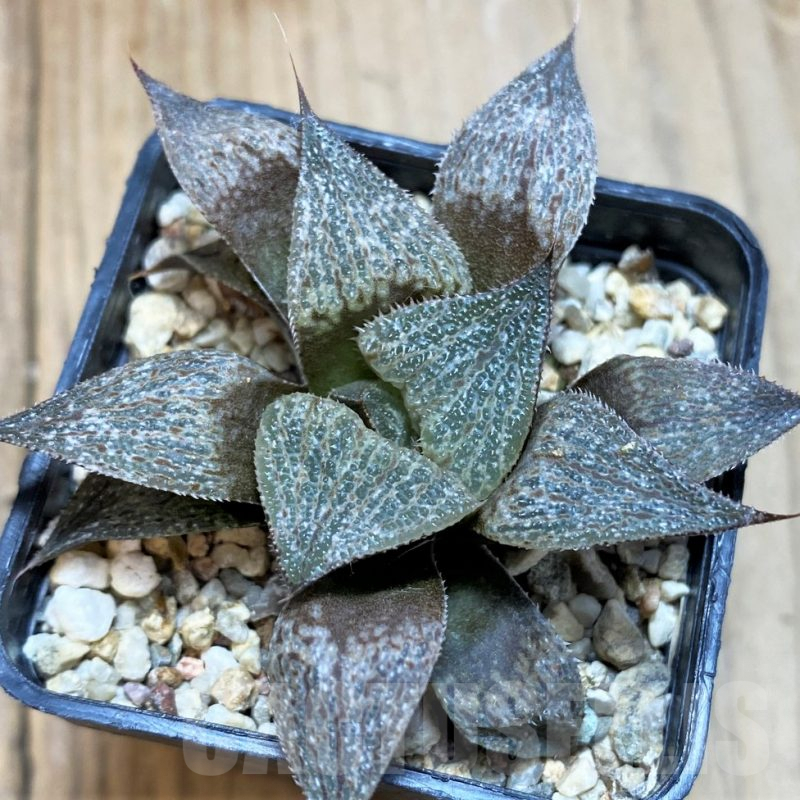 SH7704 Haworthia splendens SH