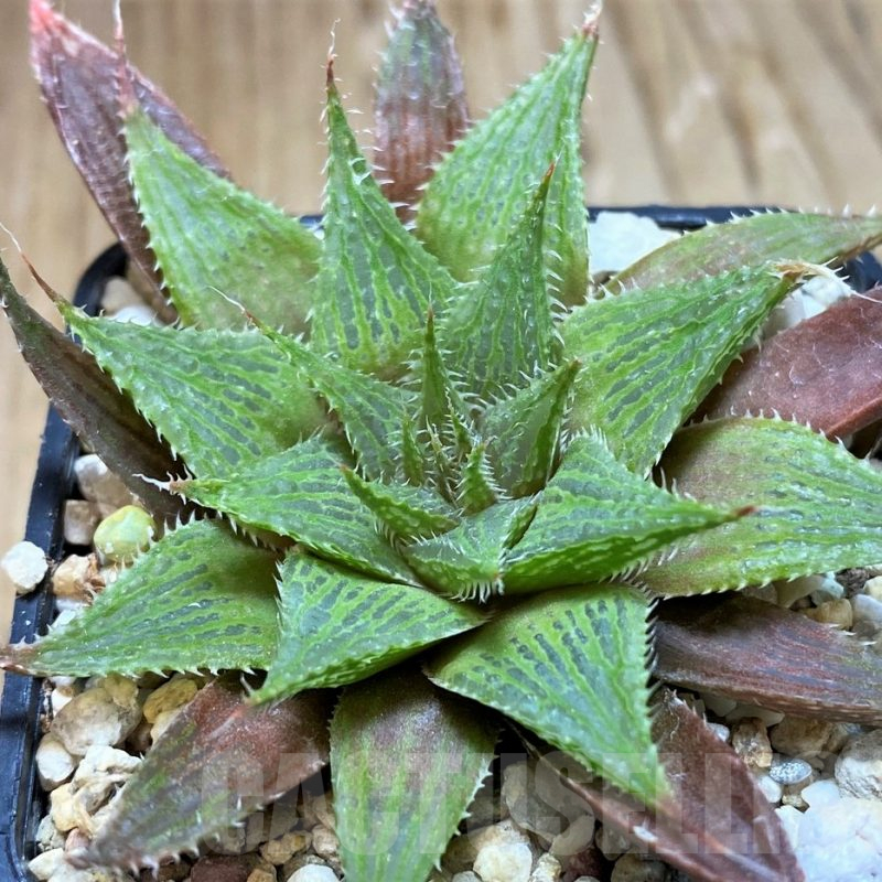 SH7706 Haworthia mirabilis hybrid