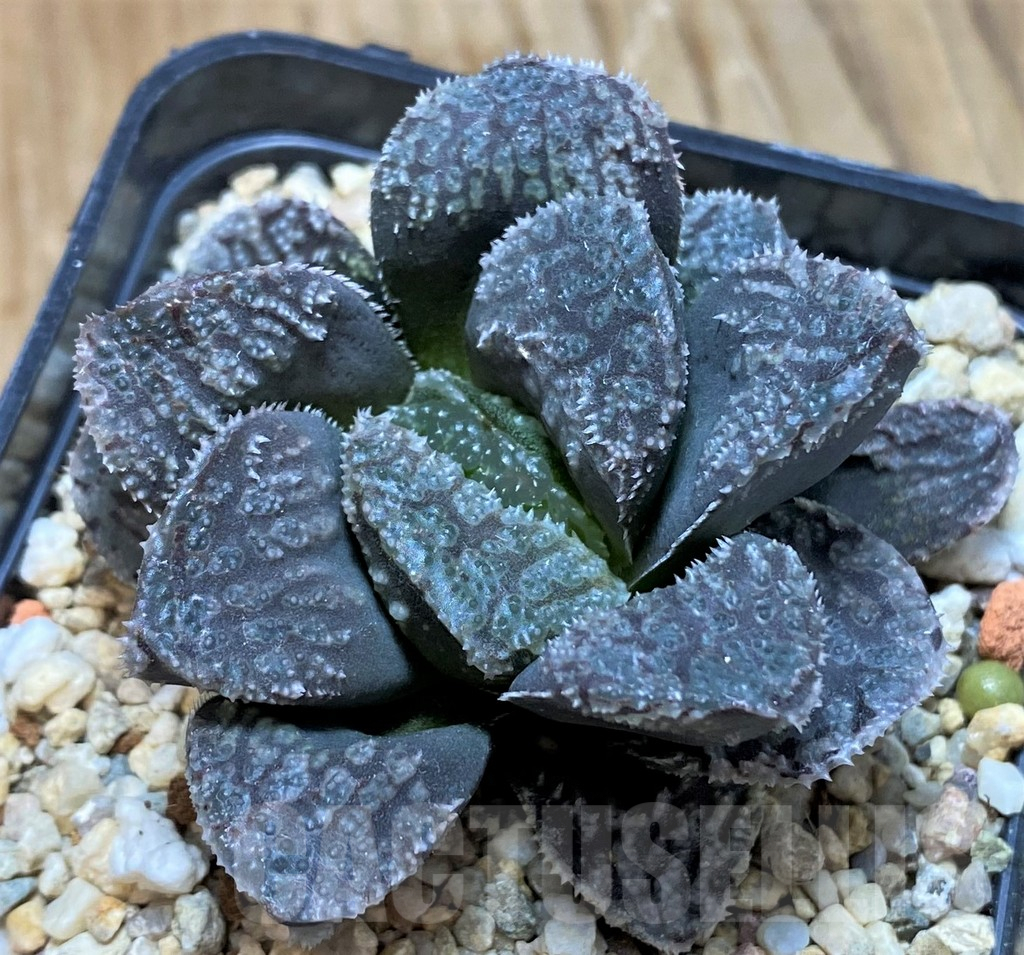 SH7707 Haworthia 'Mordor' - Image 2