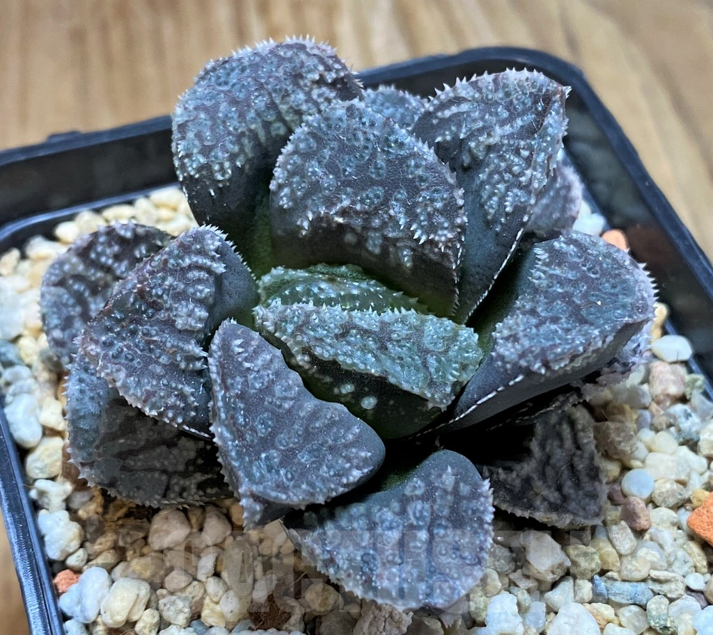 SH7707 Haworthia 'Mordor'