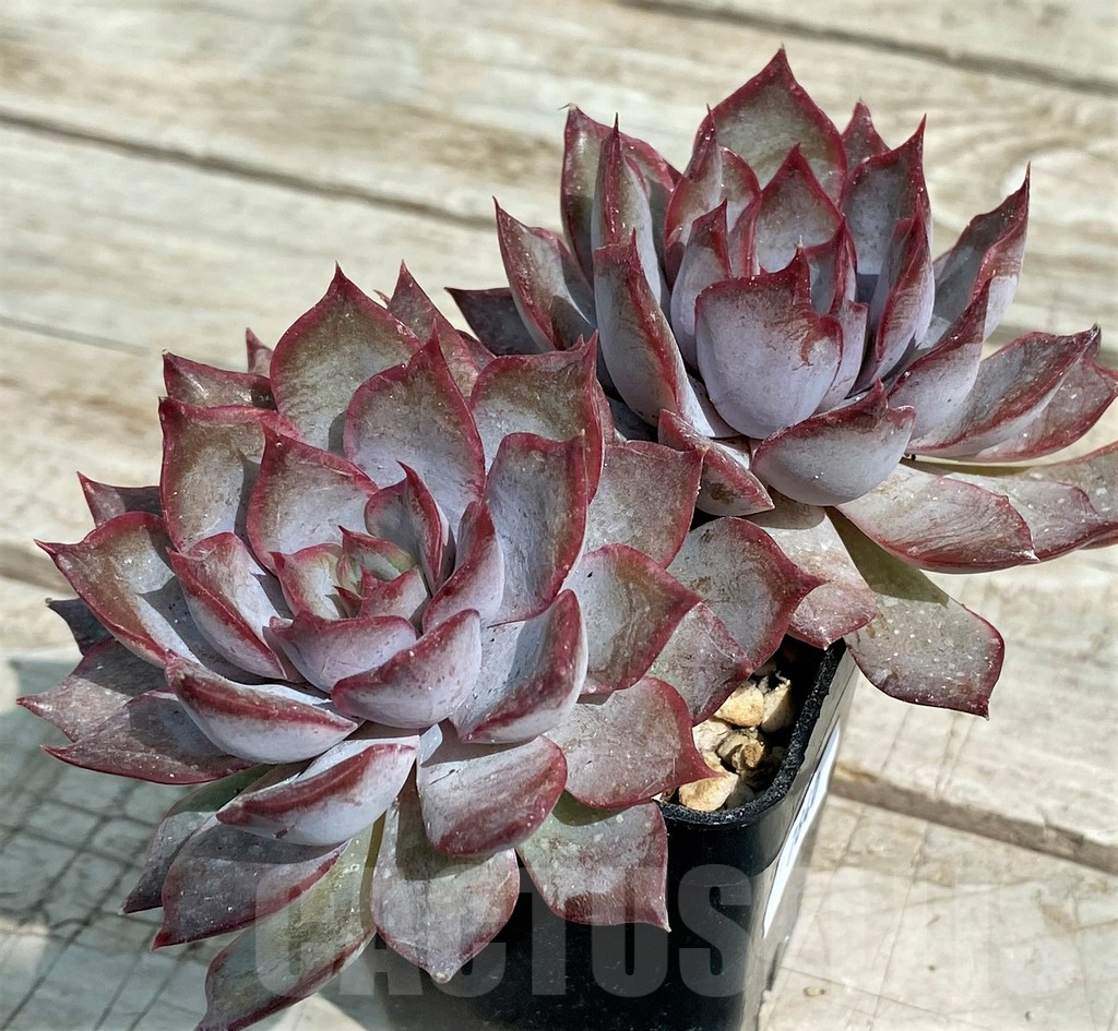SH7840 Echeveria 'Dark Ice' - Image 2