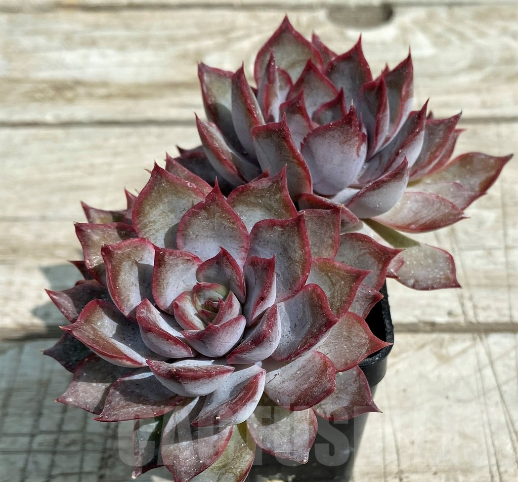 SH7840 Echeveria 'Dark Ice'