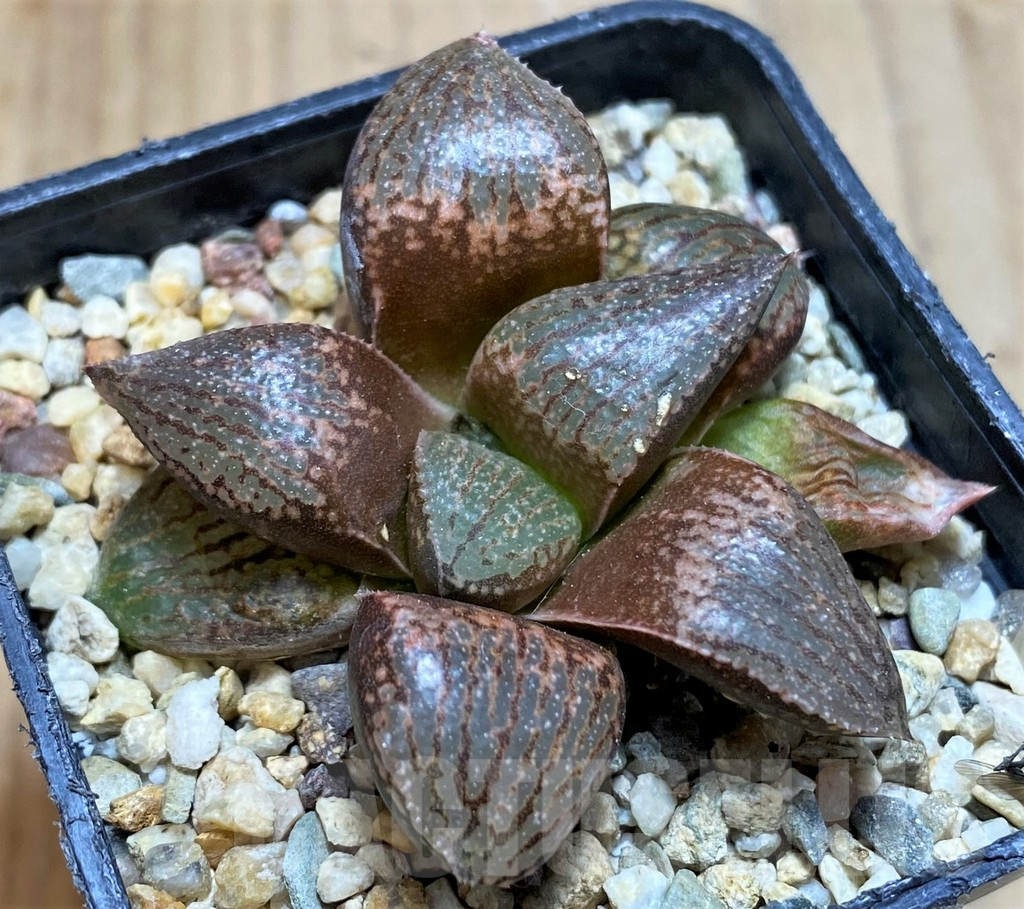 SH7799 Haworthia picta -Japan-