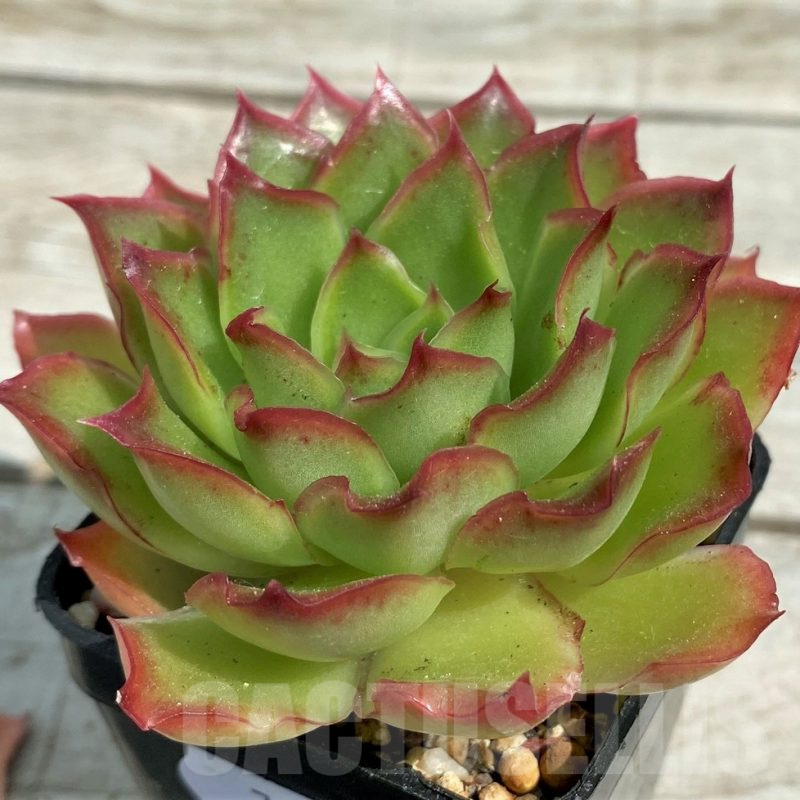 SHND7842 Echeveria 'Purple Butterfly'