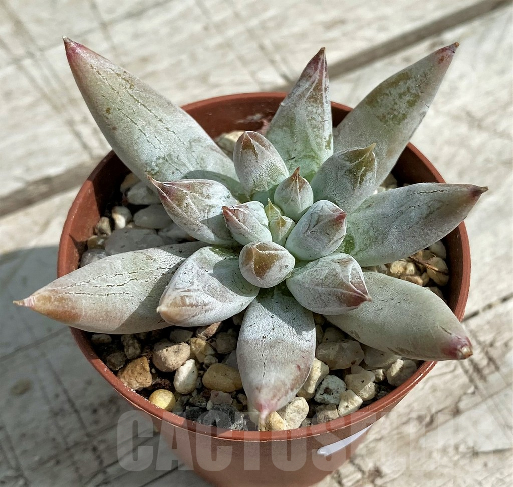 SH7844 Echeveria tolimanensis - Imagen 2