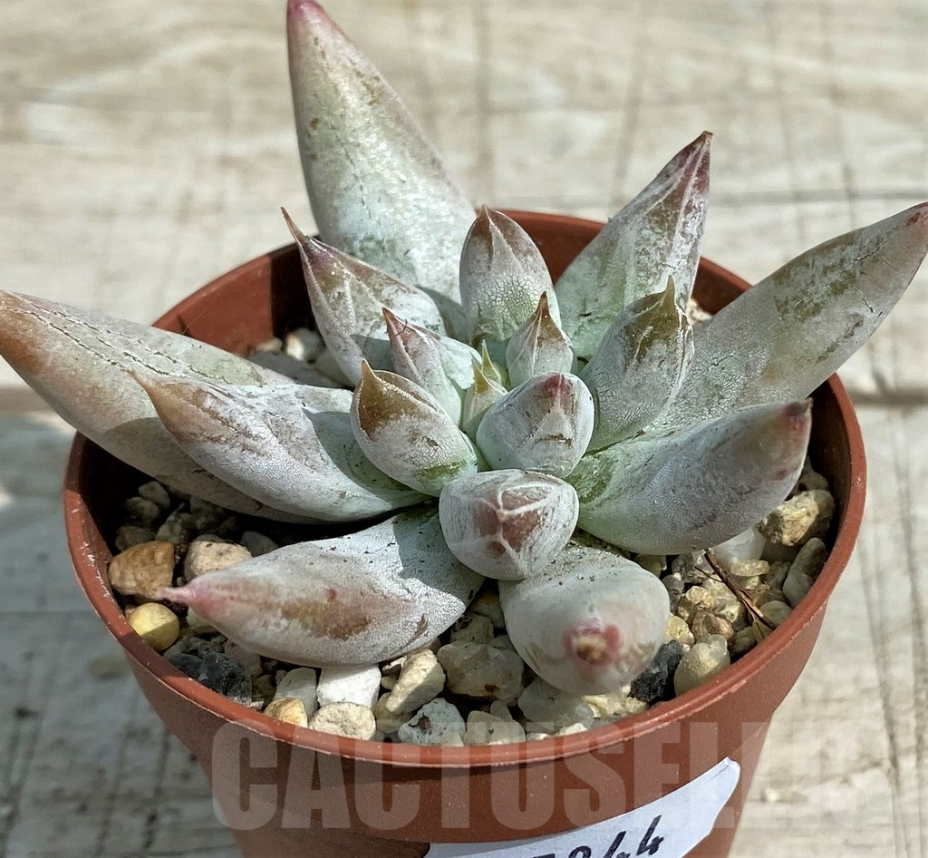 SH7844 Echeveria tolimanensis