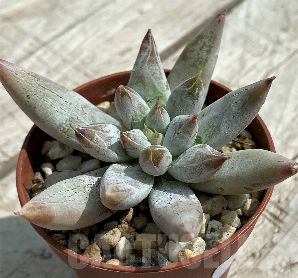 SH7844 Echeveria tolimanensis - Imagen 3