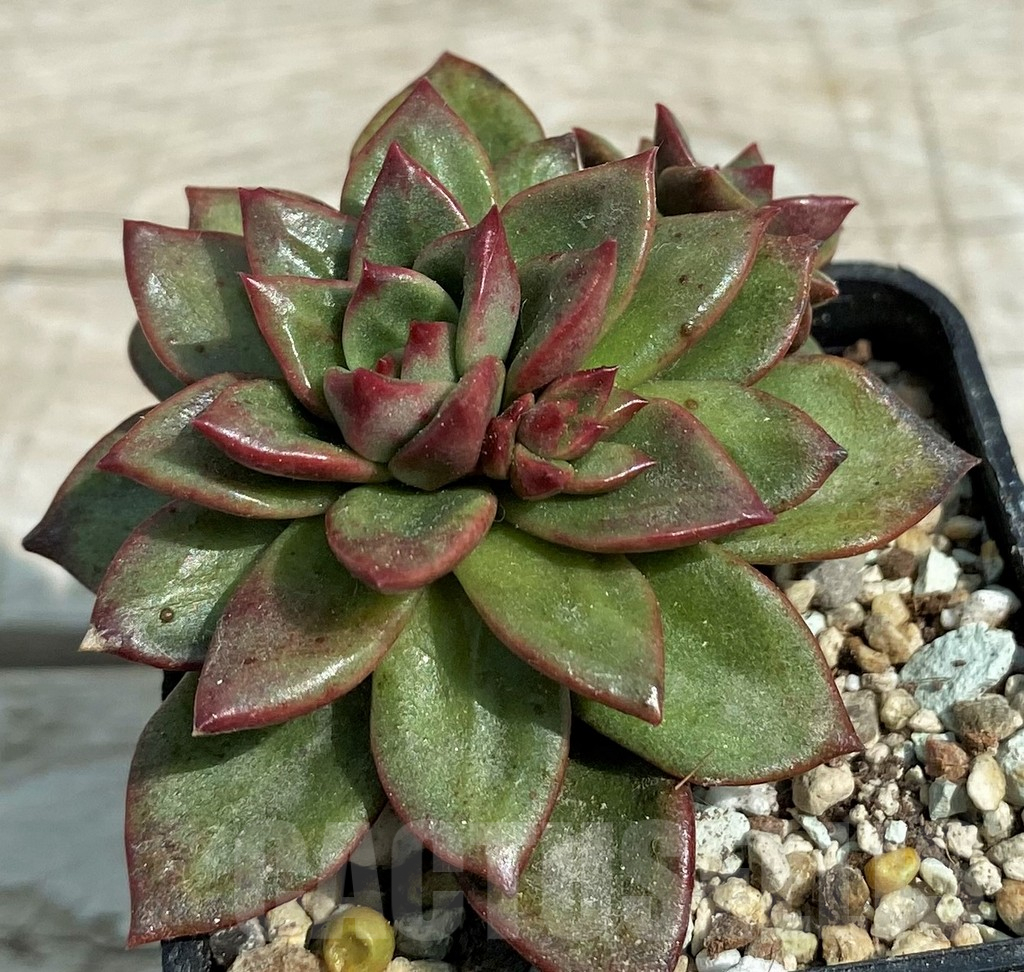 SH7845 Echeveria agavoides hybrid - Image 2