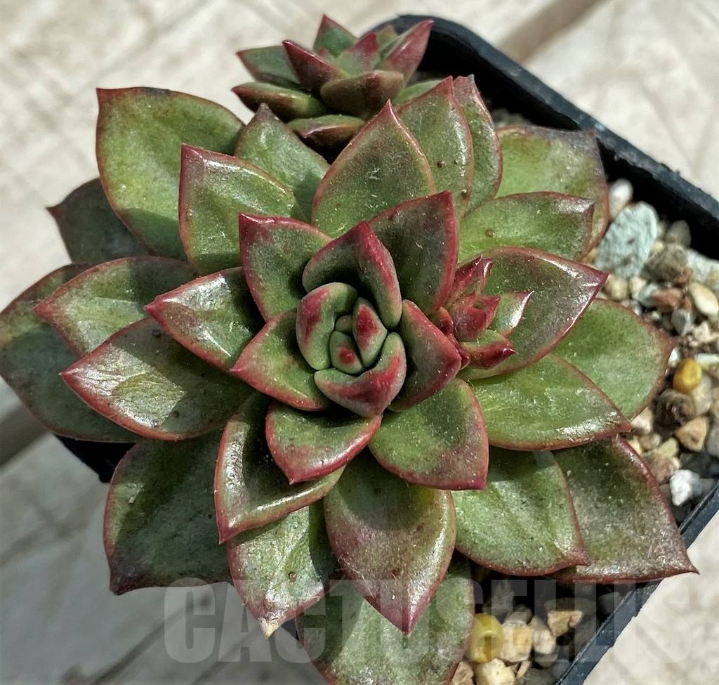 SH7845 Echeveria agavoides hybrid