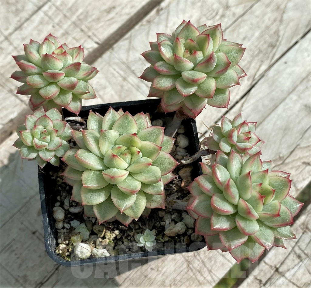 SH7846 Echeveria 'Mebina' f. variegata - Image 2