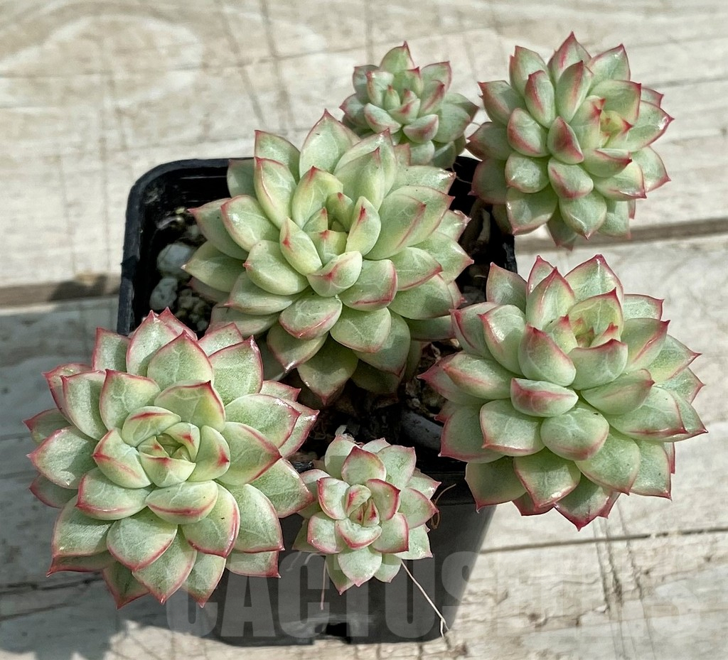 SH7846 Echeveria 'Mebina' f. variegata