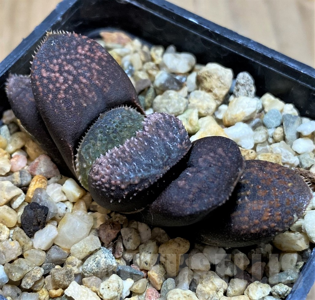 SH7800 Haworthia 'Kegazato' hybrid - Image 2