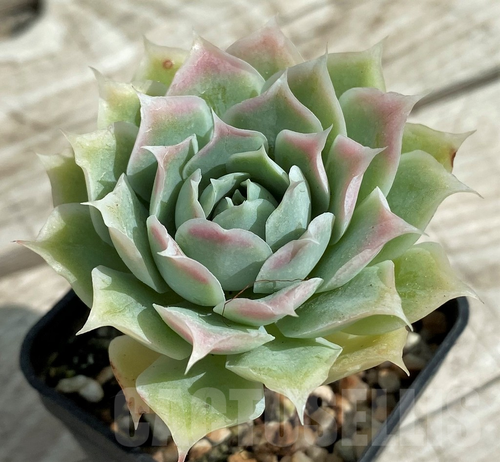 SH7848 Echeveria elegans - Image 2