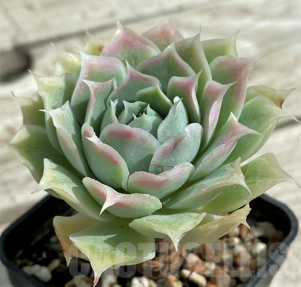 SH7848 Echeveria elegans