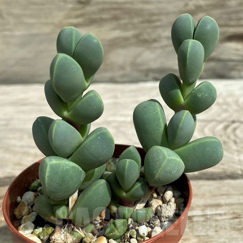 SHND7849 Delosperma lehmannii