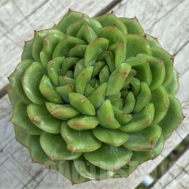 SH7850 Echeveria hybrid