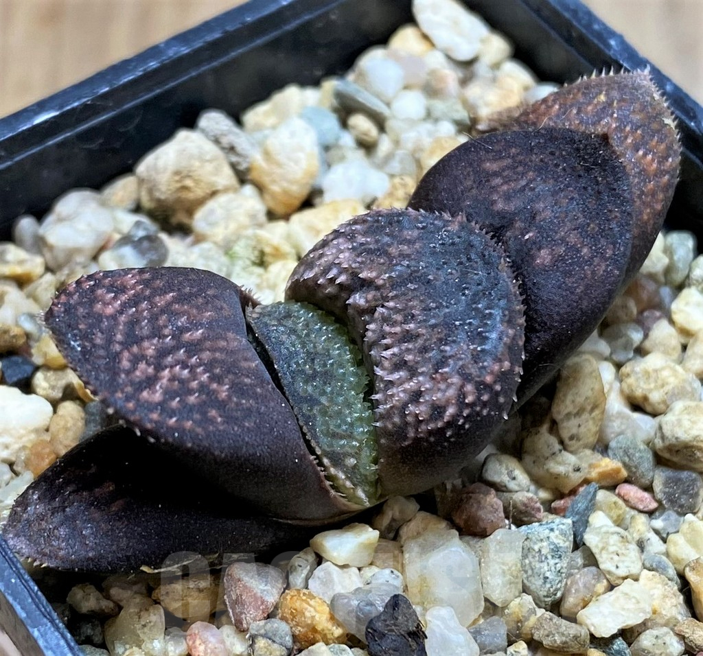 SH7800 Haworthia 'Kegazato' hybrid