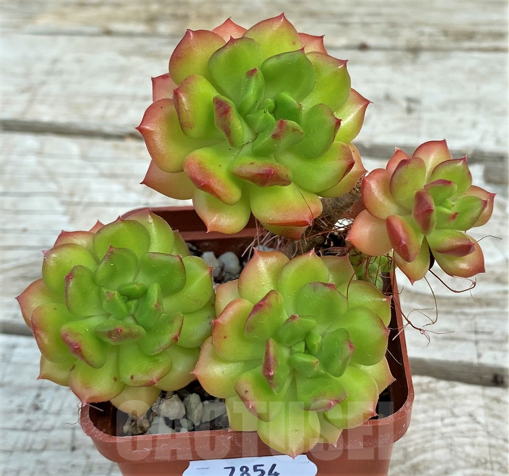 SH7854 Sedeveria 'Letizia' - Image 3