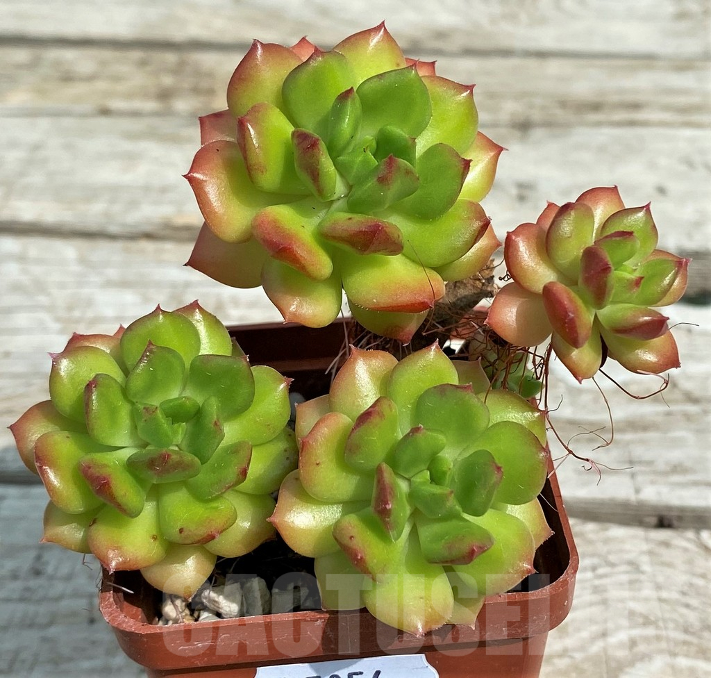 SH7854 Sedeveria 'Letizia' - Image 2