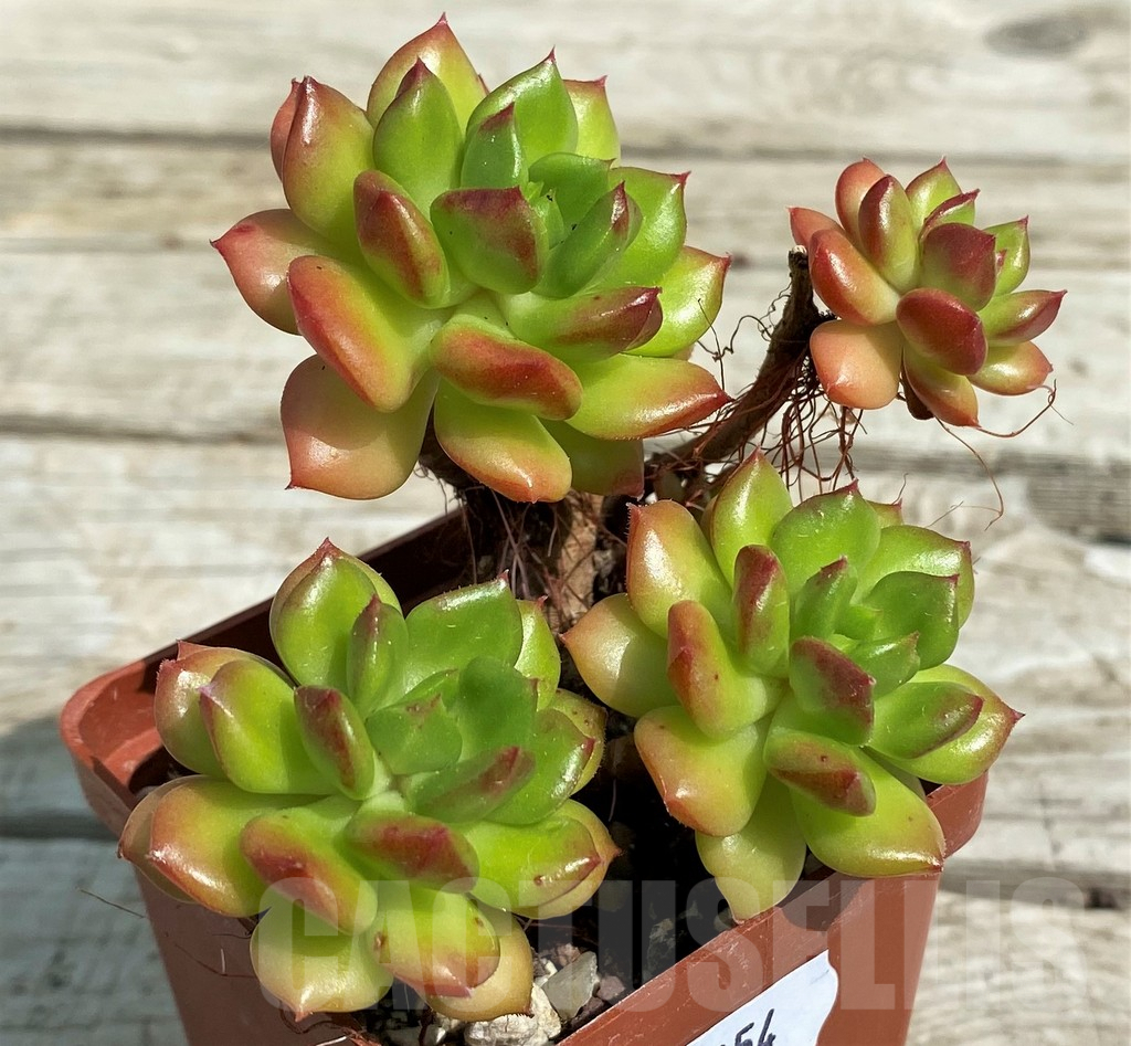 SH7854 Sedeveria 'Letizia'