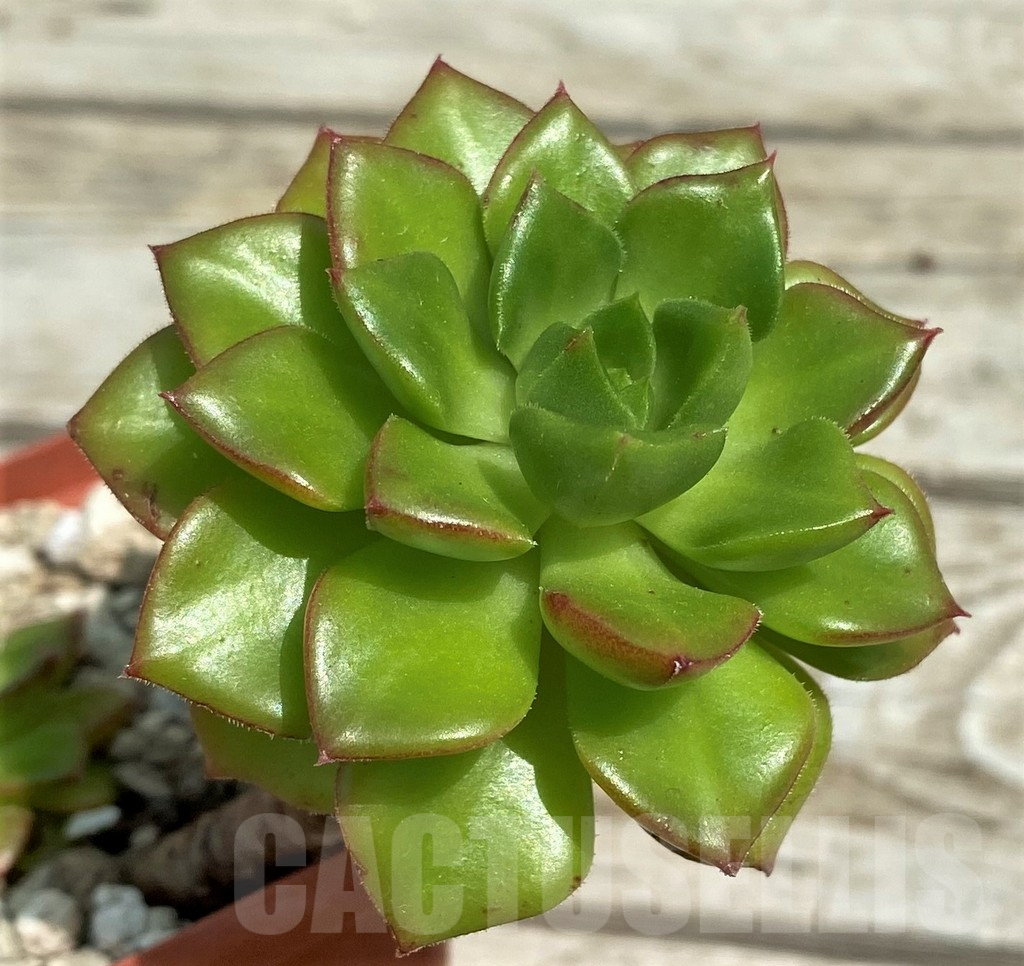 SH7855 Echeveria 'Red lantern'