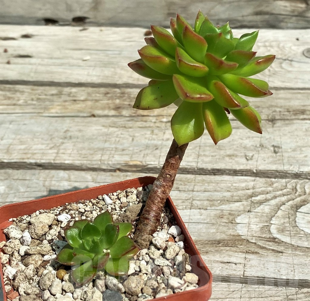 SH7855 Echeveria 'Red lantern' - immagine 2