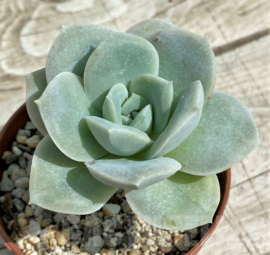 SH7856 Echeveria 'Lovely Rose'