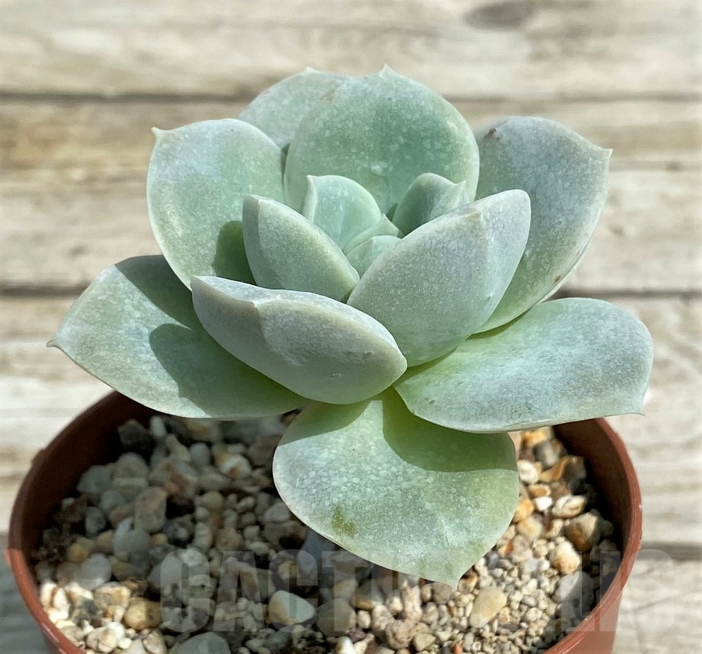 SH7856 Echeveria 'Lovely Rose' - immagine 2