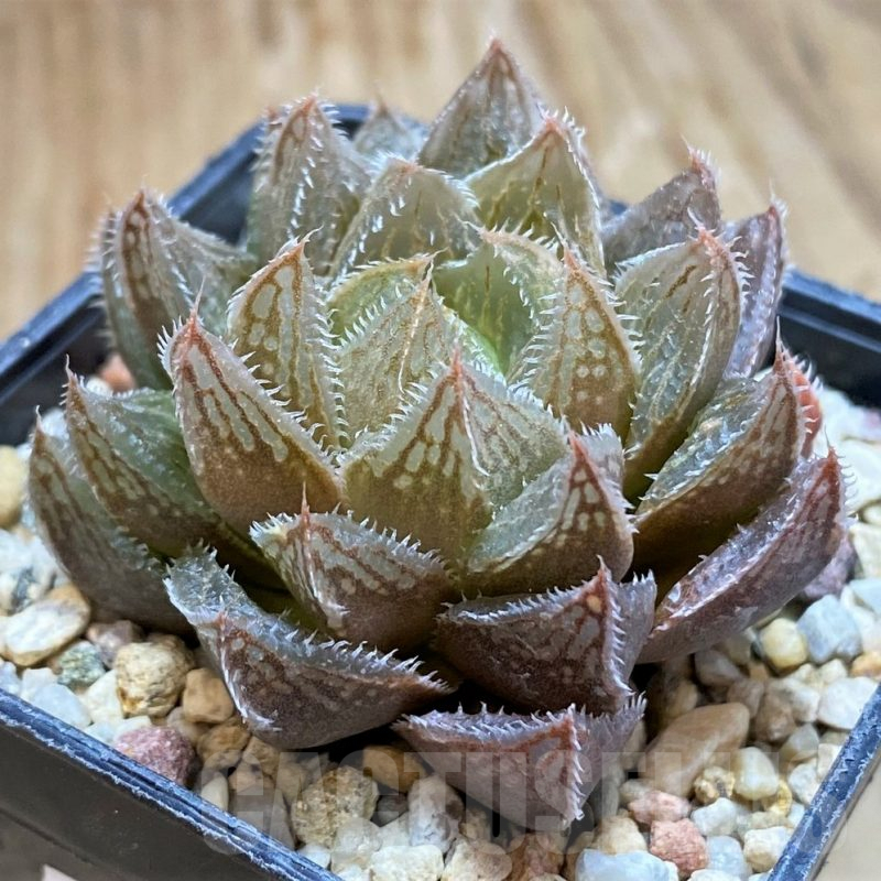 SH7801 Haworthia cooperi x pygmaea