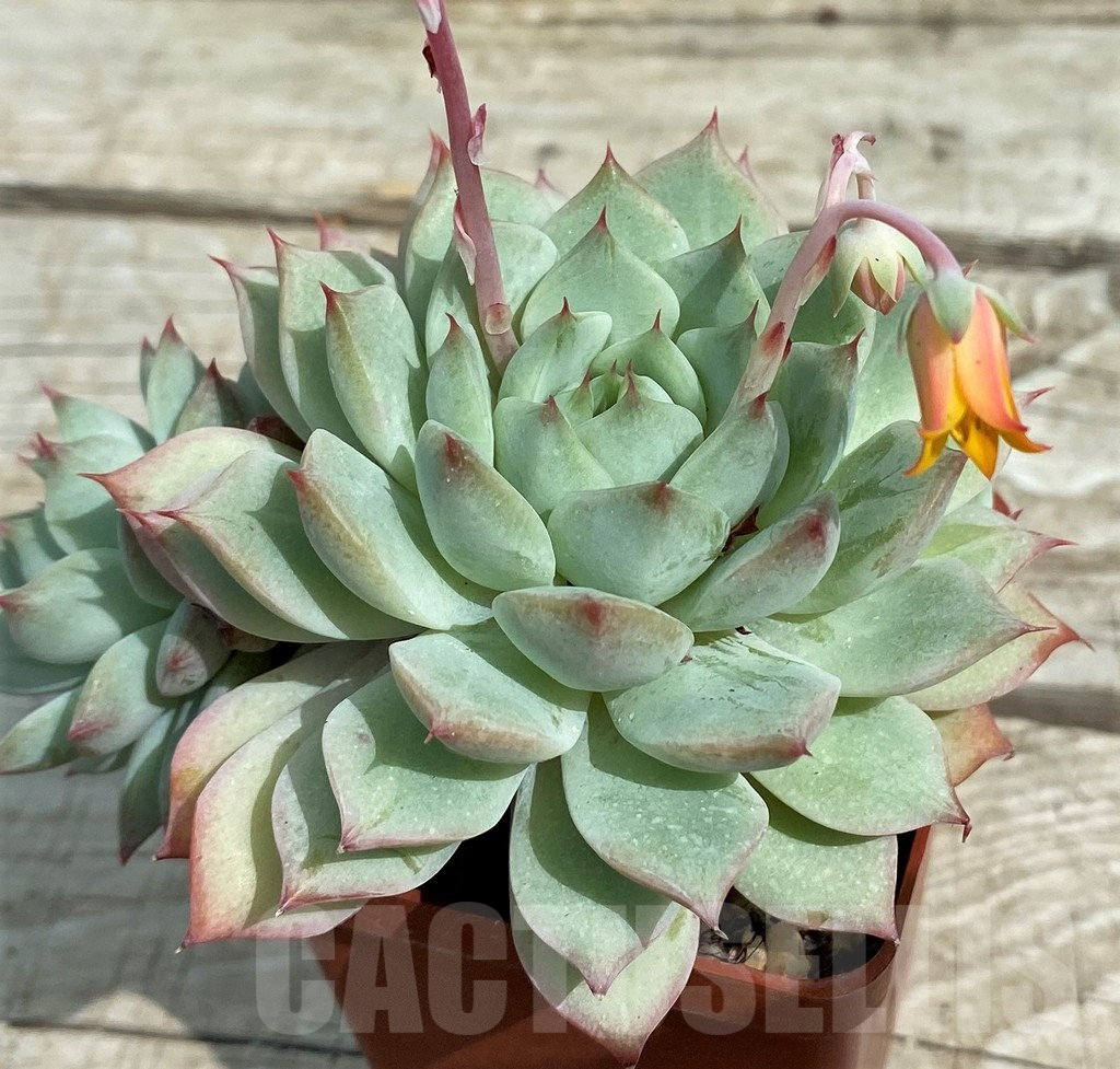 SH7862 Echeveria ‘Beatrice’