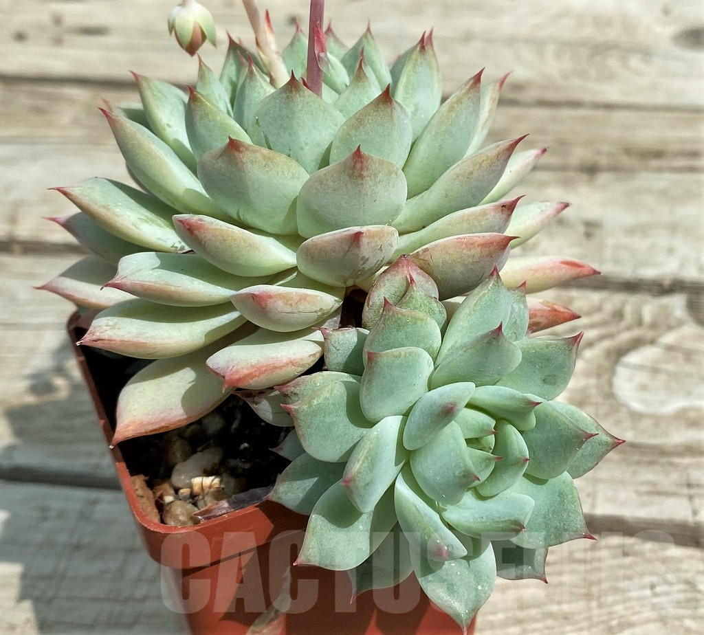 SH7862 Echeveria ‘Beatrice’ - Image 2