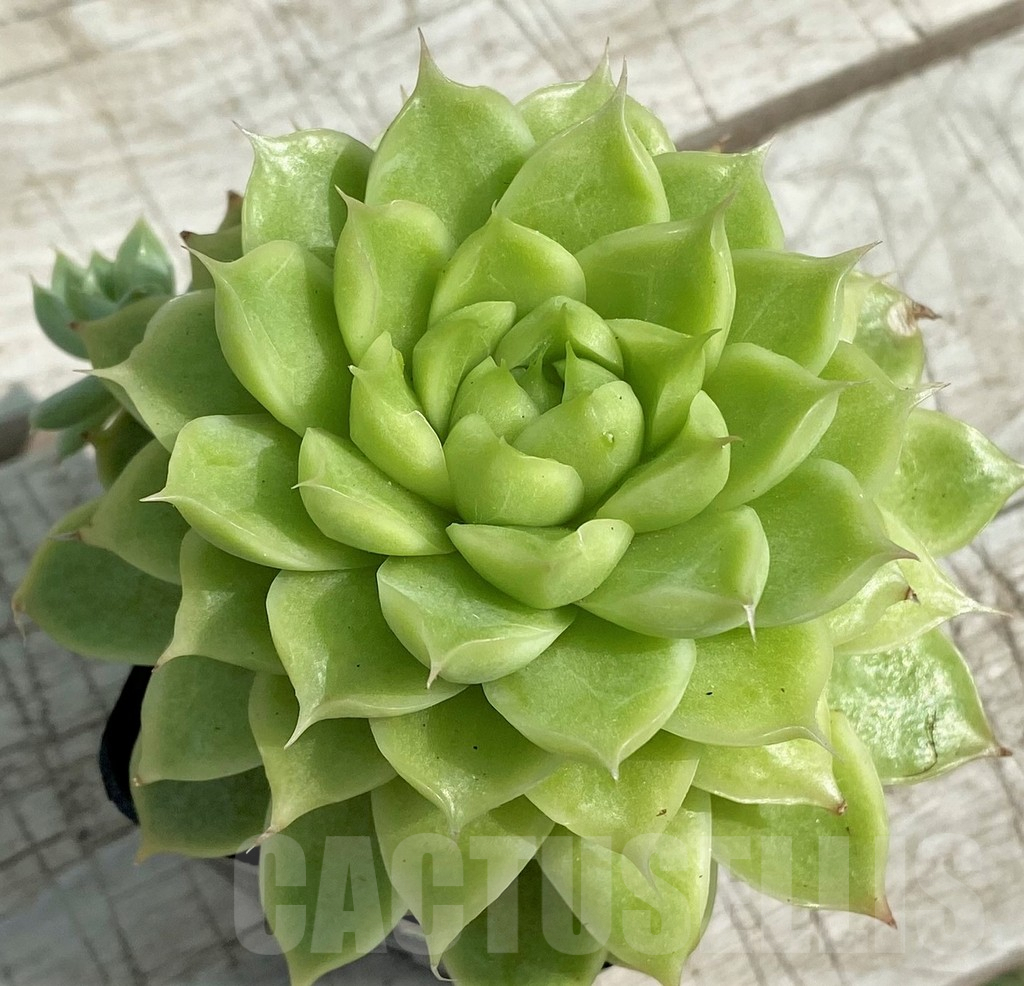 SH7864 Echeveria hybrid