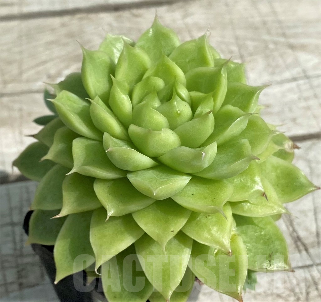 SH7864 Echeveria hybrid - Image 2