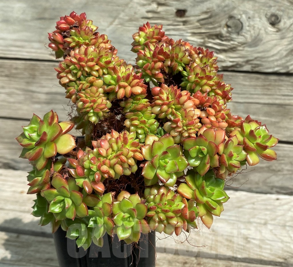 SH7865 Echeveria ‘Letizia’ f. cristata