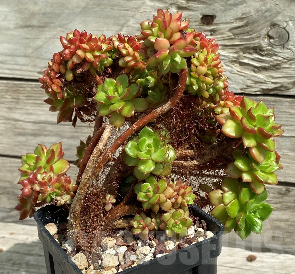 SH7865 Echeveria ‘Letizia’ f. cristata - Image 2