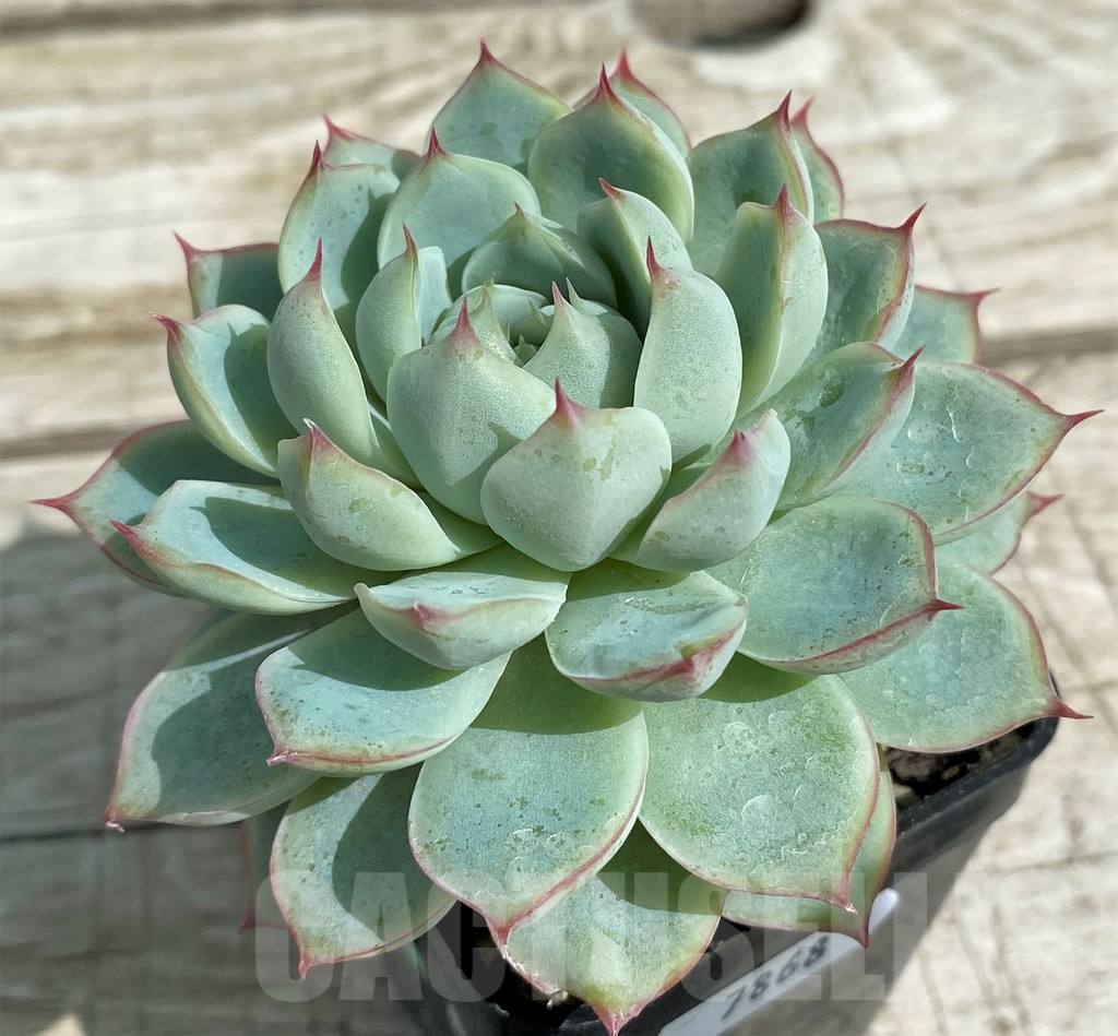 SH7868 Echeveria ‘Apus’