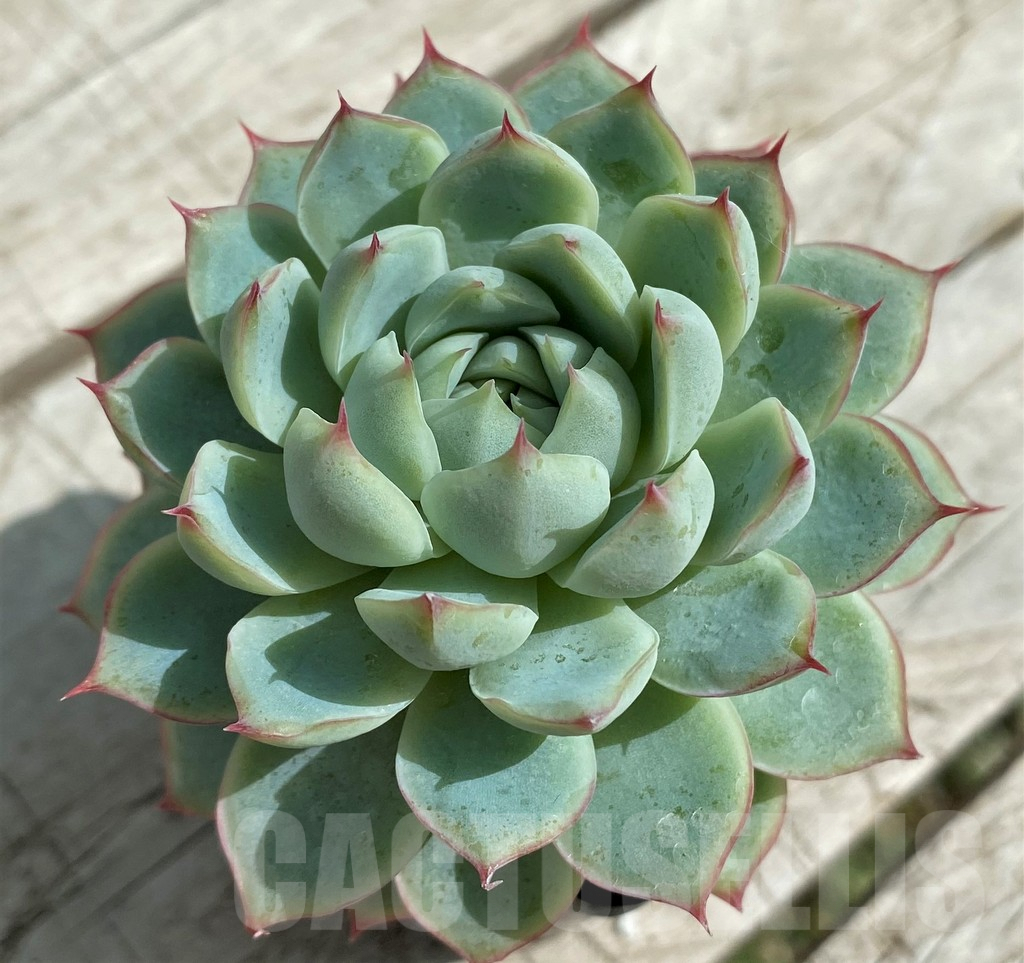 SH7868 Echeveria ‘Apus’ - Imagen 2